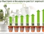 С начала года средняя зарплата в Беларуси выросла на 111 долларов